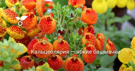 Кальцеолярия — яркие башмачки. Выращивание из семян. Уход в домашних ...
