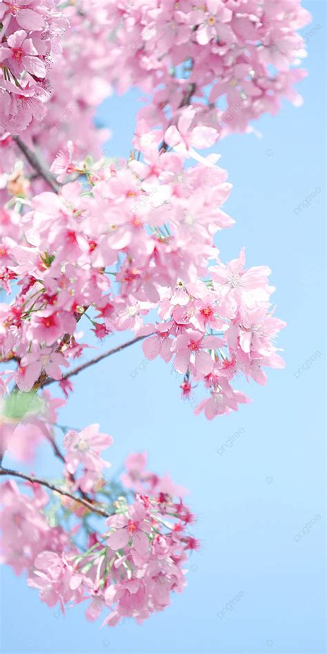 Sakura Vertical Version Of Pink Cherry Blossom Photography In Spring ...