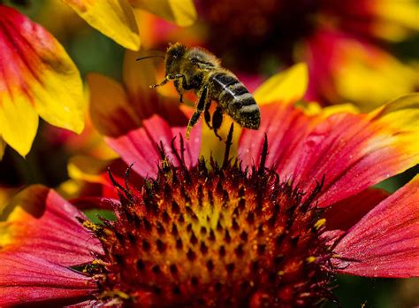 Busy Buzzing Bee Photograph By Jordan Blackstone Fine Art America