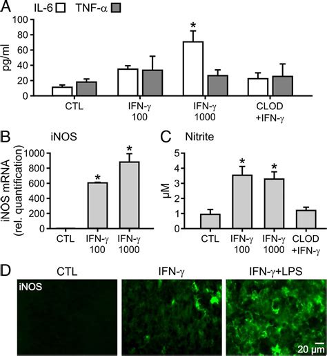 Priming of microglia with IFN γ slows neuronal gamma oscillations in