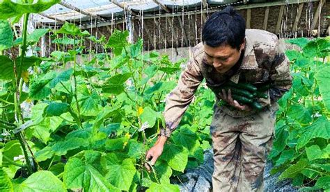 二十四团防疫生产两不误 大棚蔬菜产销两旺 二师 师团新闻 兵团胡杨网 新疆兵团新闻门户