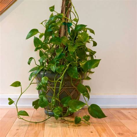 Growing Stunning Golden Pothos Trees A Comprehensive Guide Necps