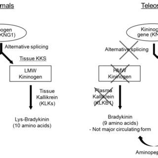 In Mammals Plasma Kks Is Composed Of Hmw Kng Klkb And Bk While