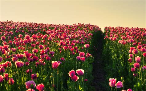 🔥 [60+] Flower Field Wallpapers | WallpaperSafari