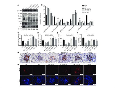 Effects Of APF On Autophagy Markers In DN Kidneys Through The