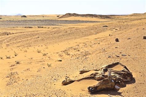 (North Sudan) Crossing the desert with a headwind - Cycling Around The World