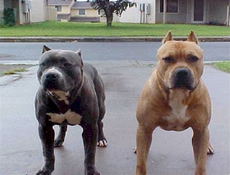 Pitbull-Most Aggressive Dog Breeds