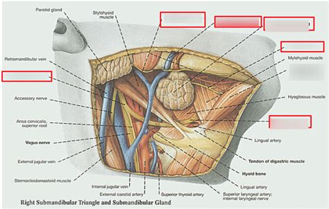 Submandibular Triangle Contents Diagram Quizlet