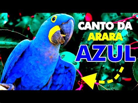 CANTO DA ARARA AZUL ARARA AZUL FÊMEA ARARA AZUL CANTANDO NA NATUREZA