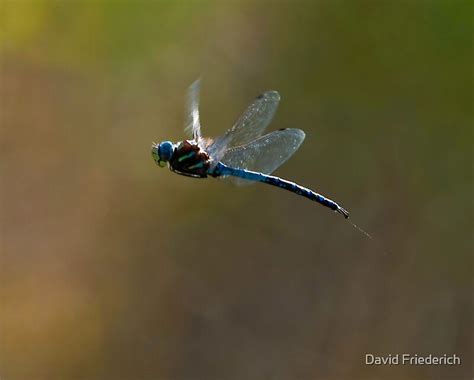 "Dragonfly Heaven" by David Friederich | Redbubble