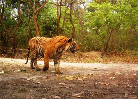 Pilibhit Tiger Reserve Dudhwa National Park Tour