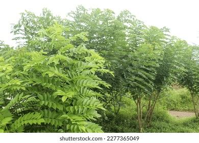 Gamal Plant Gliricidia Sepium Fresh Green Stock Photo