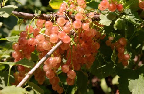 Розовая смородина (15 фото): описание сорта «Роза Чаир» и других для ...