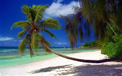 Nature Summer Beach Landscape Palm Sea Trees Seychelles 720P