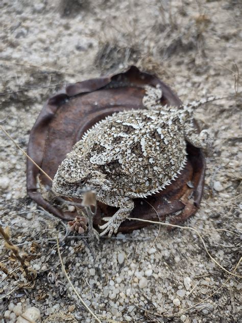 Mustangs And Horny Toads Bennett Lee Aka Tight Squeeze