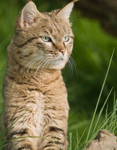 Chinese Mountain Cat - Chinese Desert Cat - Profile and Facts - Mammal Age