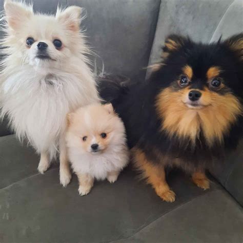 Gratis Porno Videos En Nederlandse Sex Films Vagina Nl