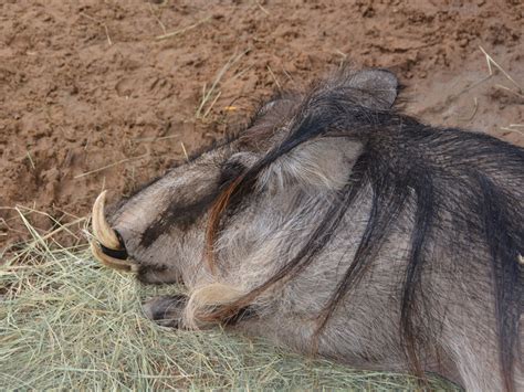 The Online Zoo - Common Warthog