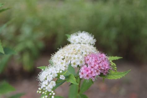 Спирея Фото И Описание – Telegraph
