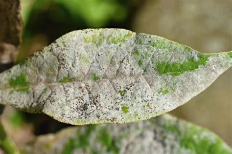 P Branco Nas Folhas Das Plantas Veja O Que Significa E Como Agir Para