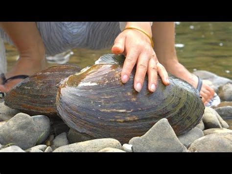 The Girl Caught Big Clams In The River And When She Opened Them