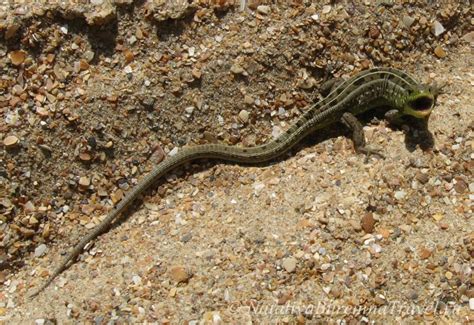 Ящерица прыткая