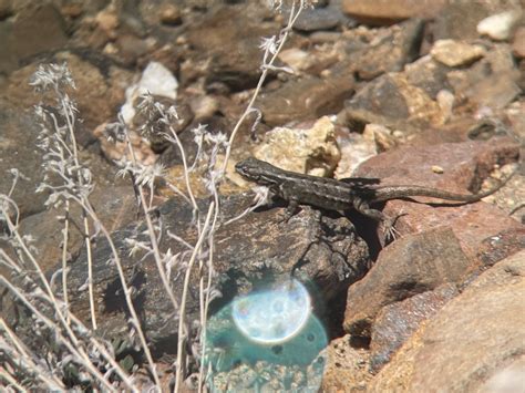 Southern Sagebrush Lizard From Parque Nacional Sierra De San Pedro