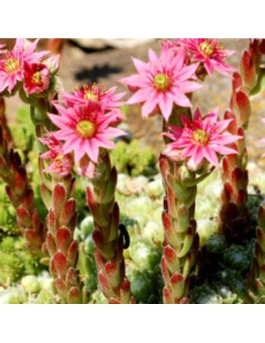 Joubarbe Gay Jester Sempervivum Gay Jester