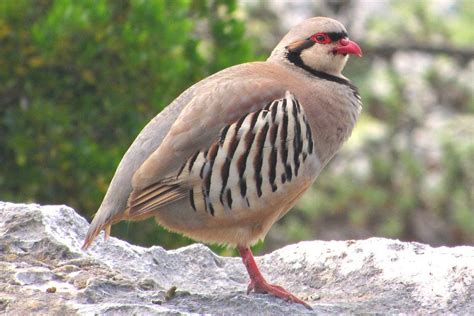 Chukar Partridge