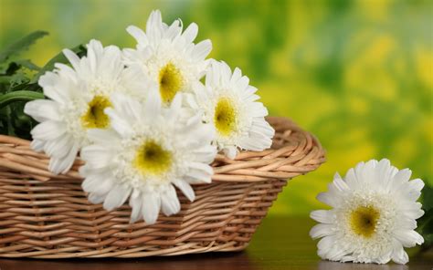 White Daisy Flower Bouquet Wallpaper Desktop HD (1600 x 1000 ) - Flower Wallpaper