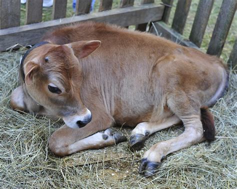 Baby Calf Photograph by Terry DeLuco