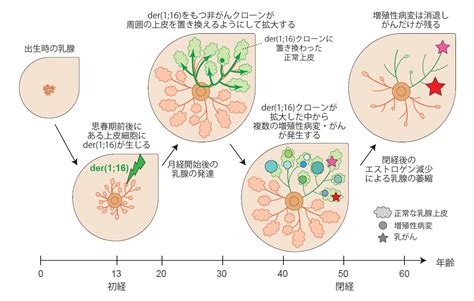 乳がん発生の進化の歴史を解明―ゲノム解析による発がんメカニズムの探索― 国立大学法人 東京医科歯科大学