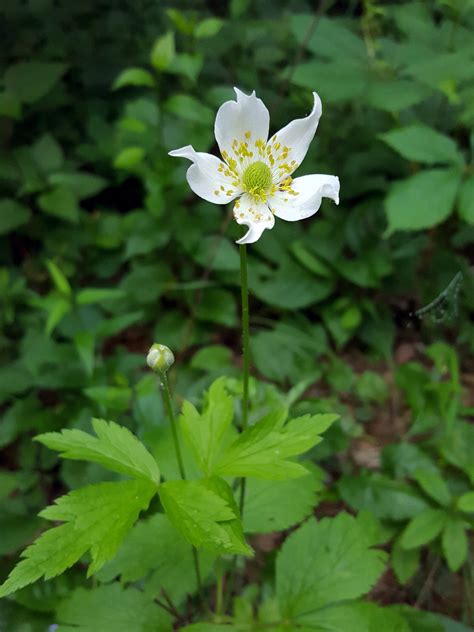 20 Tall Anemone Seeds Anemone Virginiana Seeds Etsy