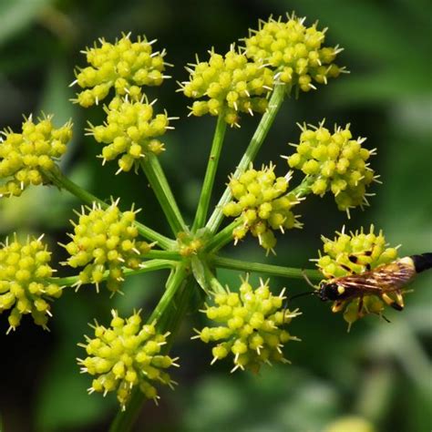 Liebstöckel Levisticum Officinale Bienenroute