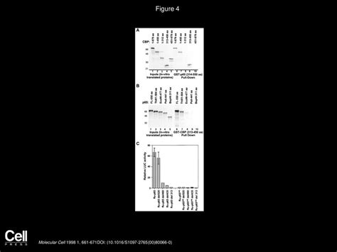 Phosphorylation Of Nf B P By Pka Stimulates Transcriptional Activity