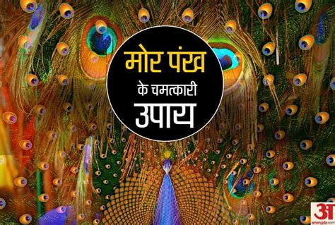 Vast Tips Peacock Feather Remove Your All Problems Amar Ujala Hindi