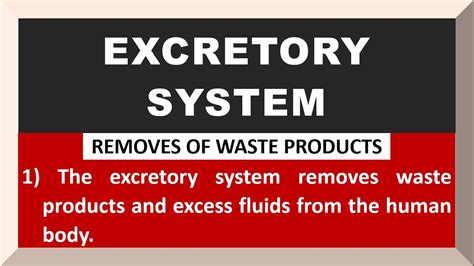 Lines On Excretory System In English Few Lines On Excretory System