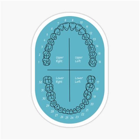 Tooth Numbering Educational Dental Sticker For Sale By VitaStyle In