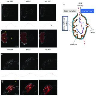 Microscope Images And Anatomic D Models Of The Developing Zebrafish