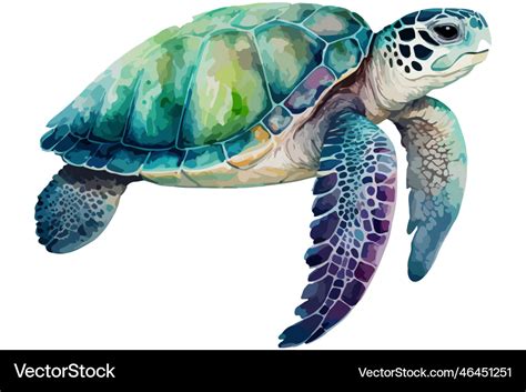 Watercolor sea turtle Royalty Free Vector Image