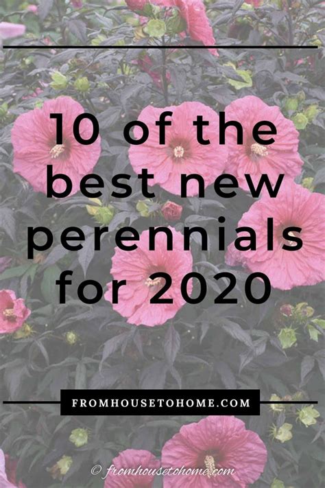 New 2020 Perennials 10 Of The Best New Perennials For 2020