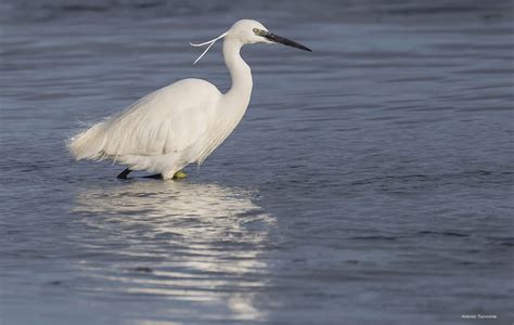 Garzetta Egretta Garzetta Juzaphoto