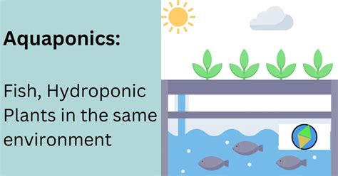 Aquaponics vs Hydroponics: Similarities & Differences