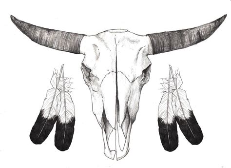 Buffalo Skull With Eagle Feathers Buffalo Skull Feather Drawing