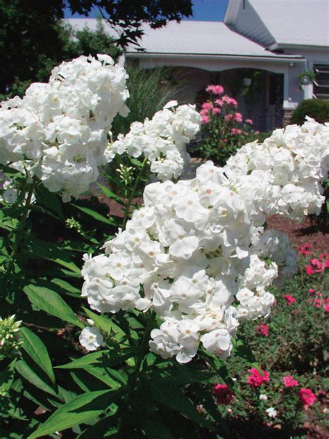 White Phlox Flower