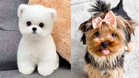 16 Dog Breeds Look Like Puppies Forever Puppies Club Forever Puppy