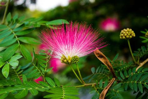 Powder Puff Plant Calliandra Plant Garden Live Plant Nursery Indoor