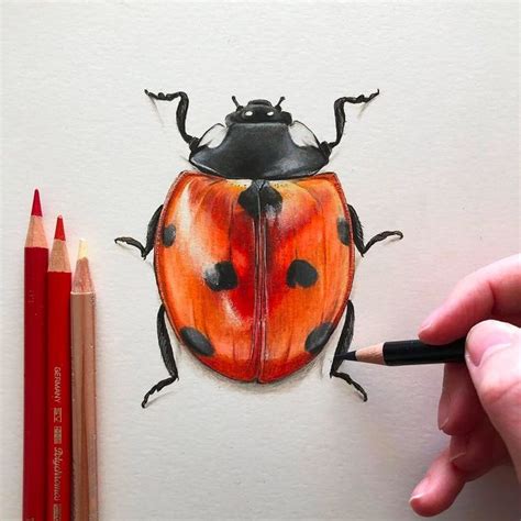 Realistic Pen And Pencil Drawings By Phoebe Atkey Daily Design