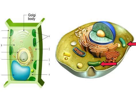 Difference Between Food Vacuole And Contractile Vacuole - Relationship ...