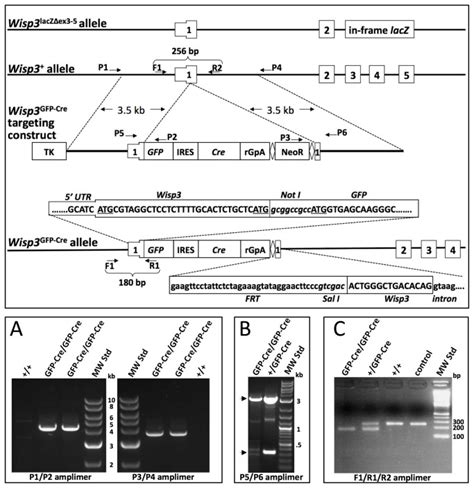 Upper Panel Schematic Diagram Of The Wisp3 Locus The Targeting